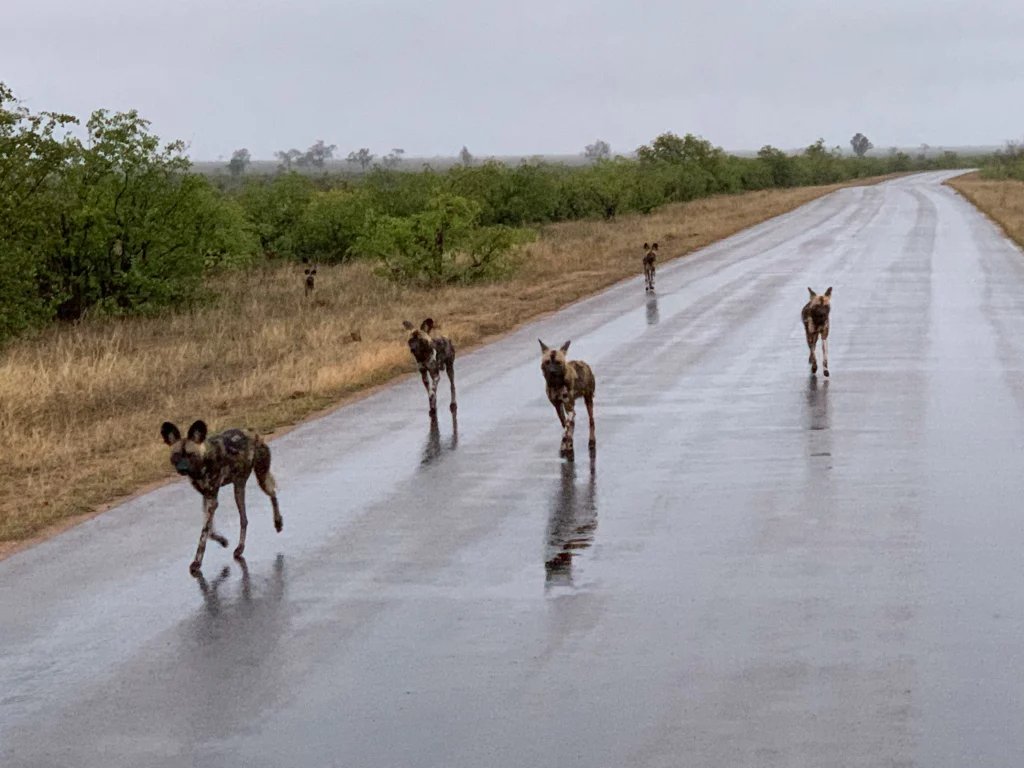 Five wild dogs running on a wet road through the Kruger National Park